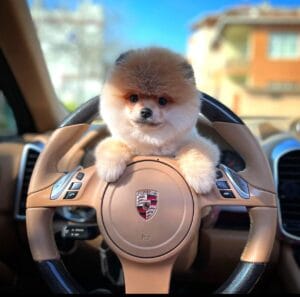 Healthy Small Breed Puppies Near Me