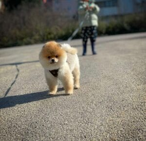 Canadian Breeders with Health Guarantee