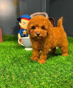 buy purebred puppies in Canada