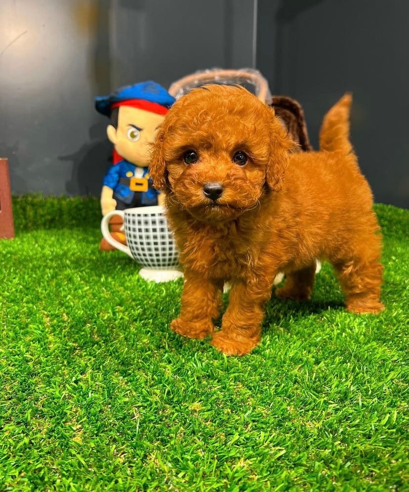 buy purebred puppies in Canada